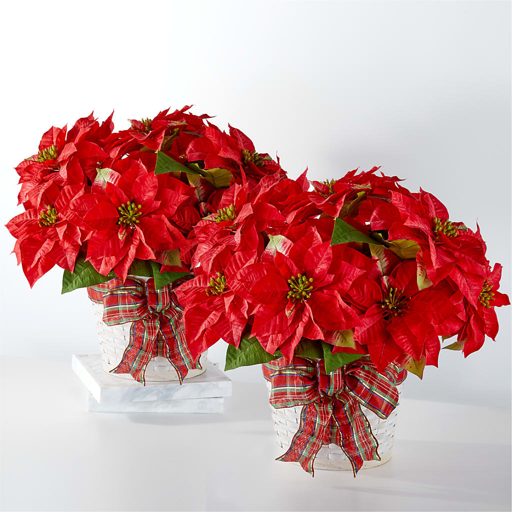 Happiest Holidays Poinsettia Bundle – Lumaya Florals, Rock Hill SC