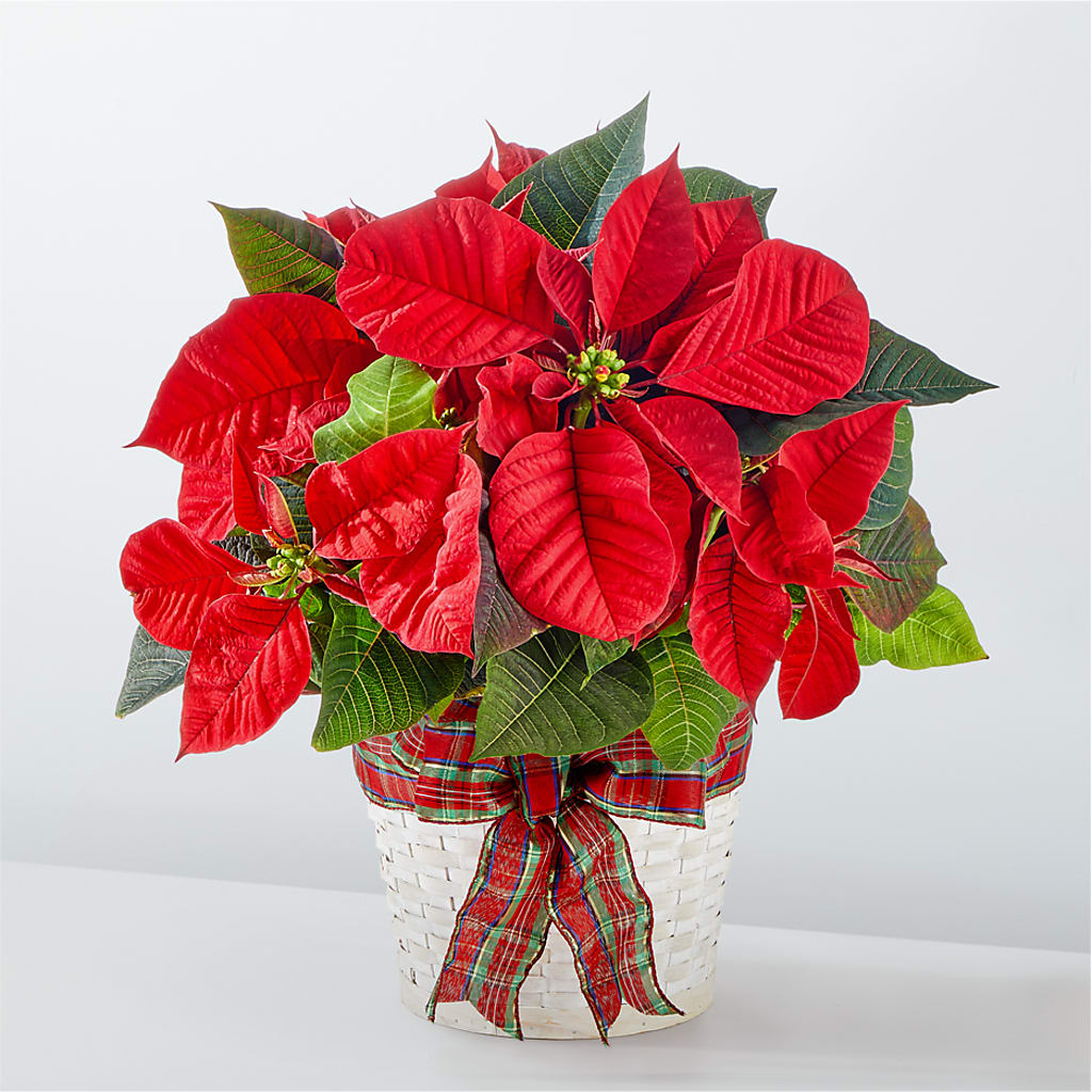 Happiest Holidays Poinsettia – Lumaya Florals, Rock Hill SC