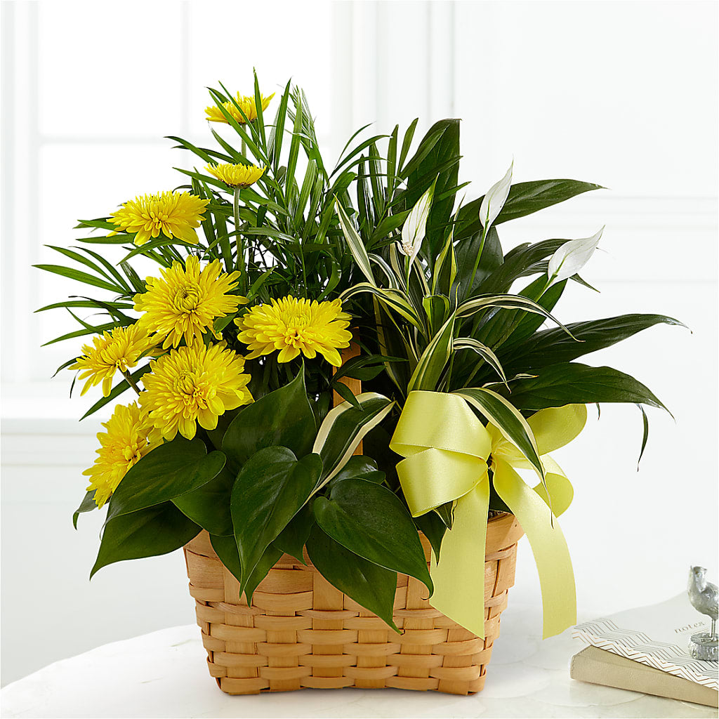Loving Light Dishgarden – Lumaya Florals, Rock Hill SC