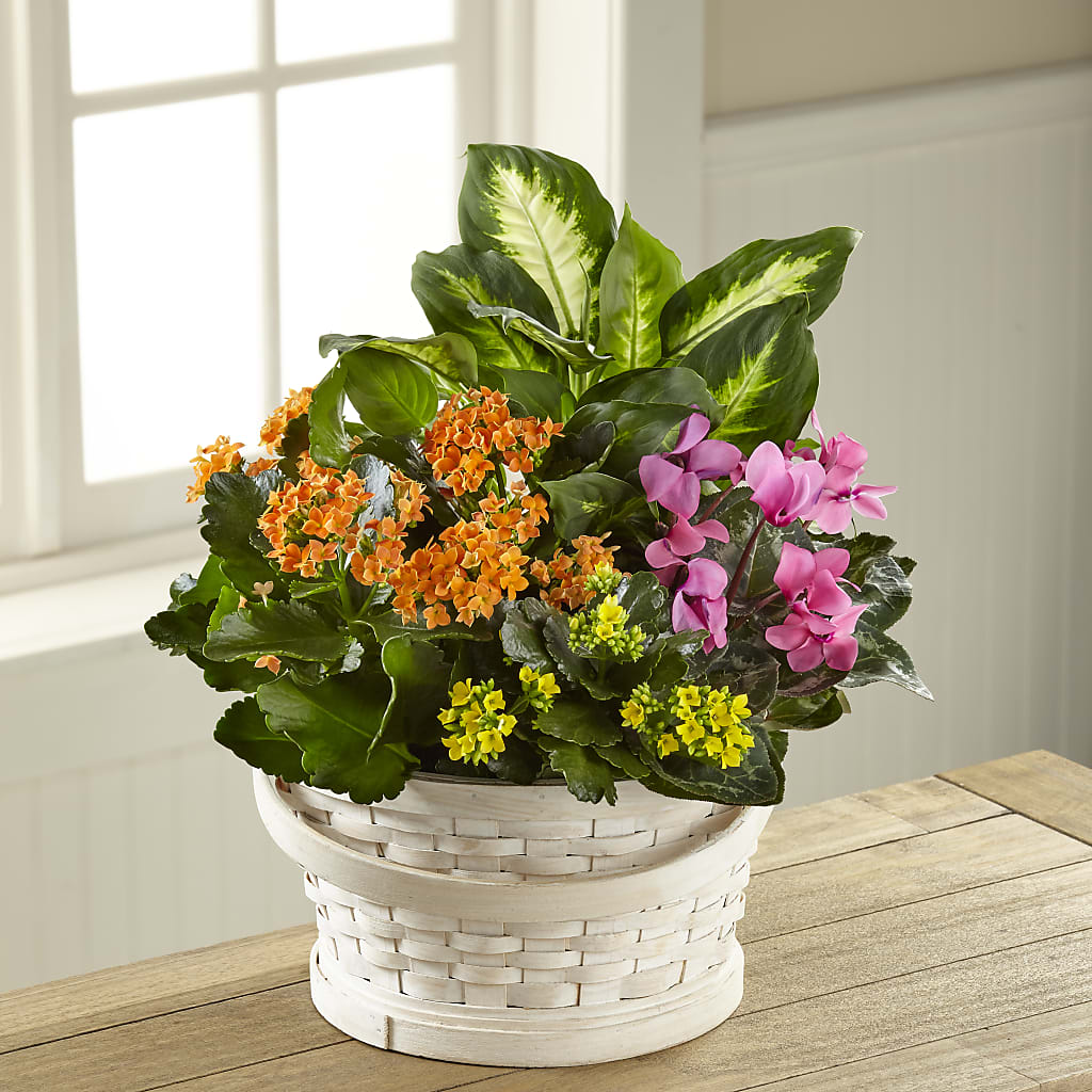 Color Crush Dishgarden – Lumaya Florals, Rock Hill SC