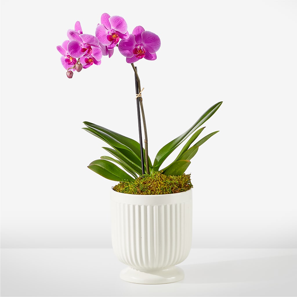 Friendly Fuchsia Orchid – Lumaya Florals, Rock Hill SC