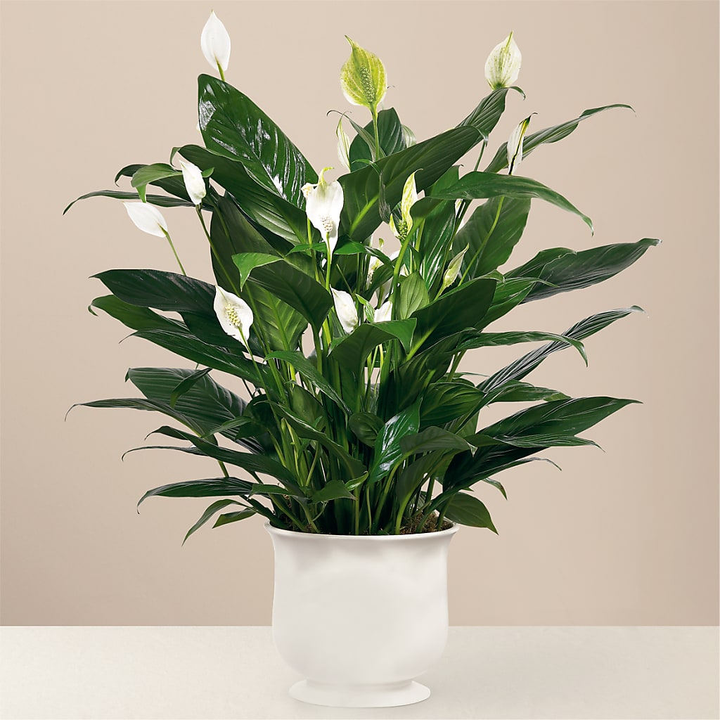 Comfort Planter – Lumaya Florals, Rock Hill SC