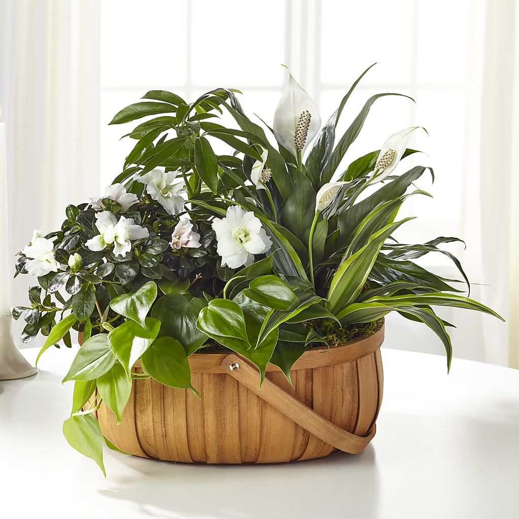 Serene Dishgarden – Lumaya Florals, Rock Hill SC