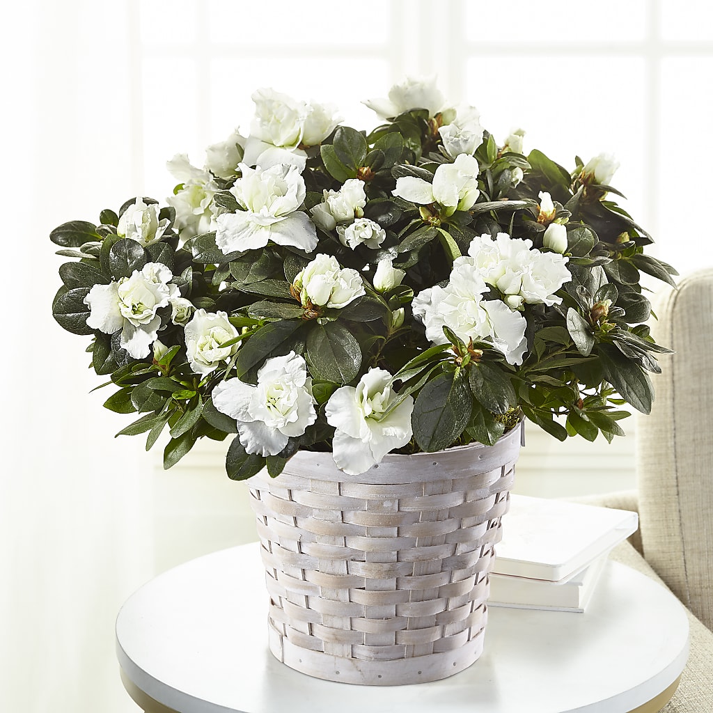 White Azalea Plant – Lumaya Florals, Rock Hill SC