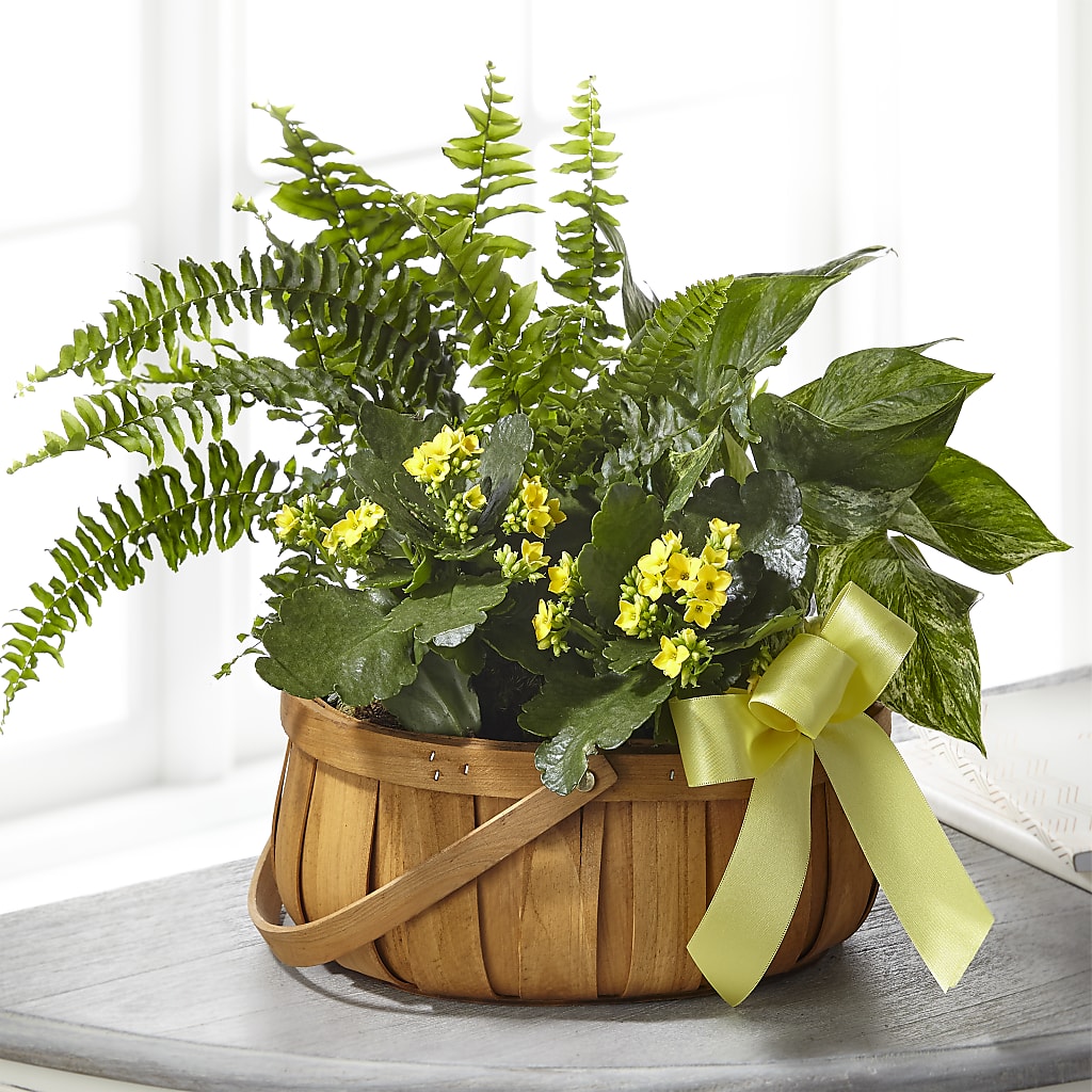 Always Dear Dishgarden – Lumaya Florals, Rock Hill SC