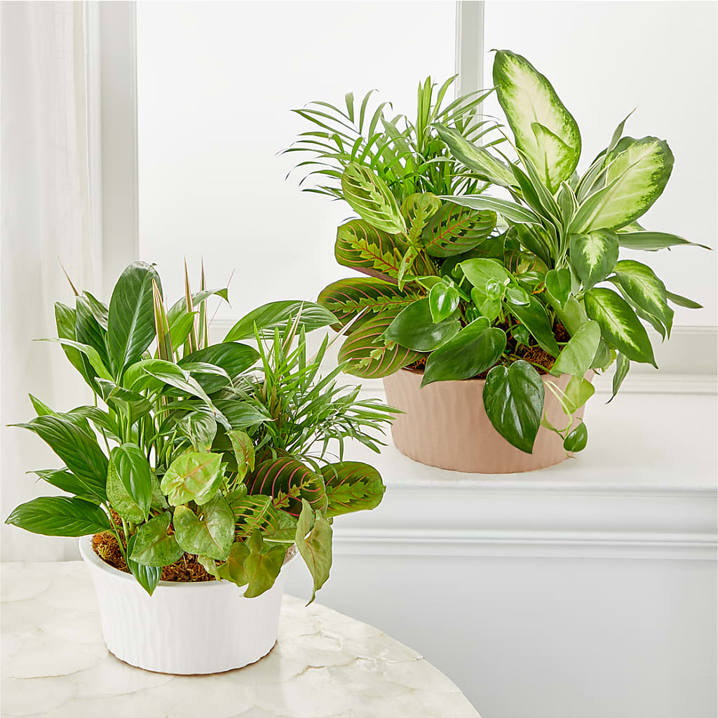 Balance & Harmony Dishgarden – Lumaya Florals, Rock Hill SC