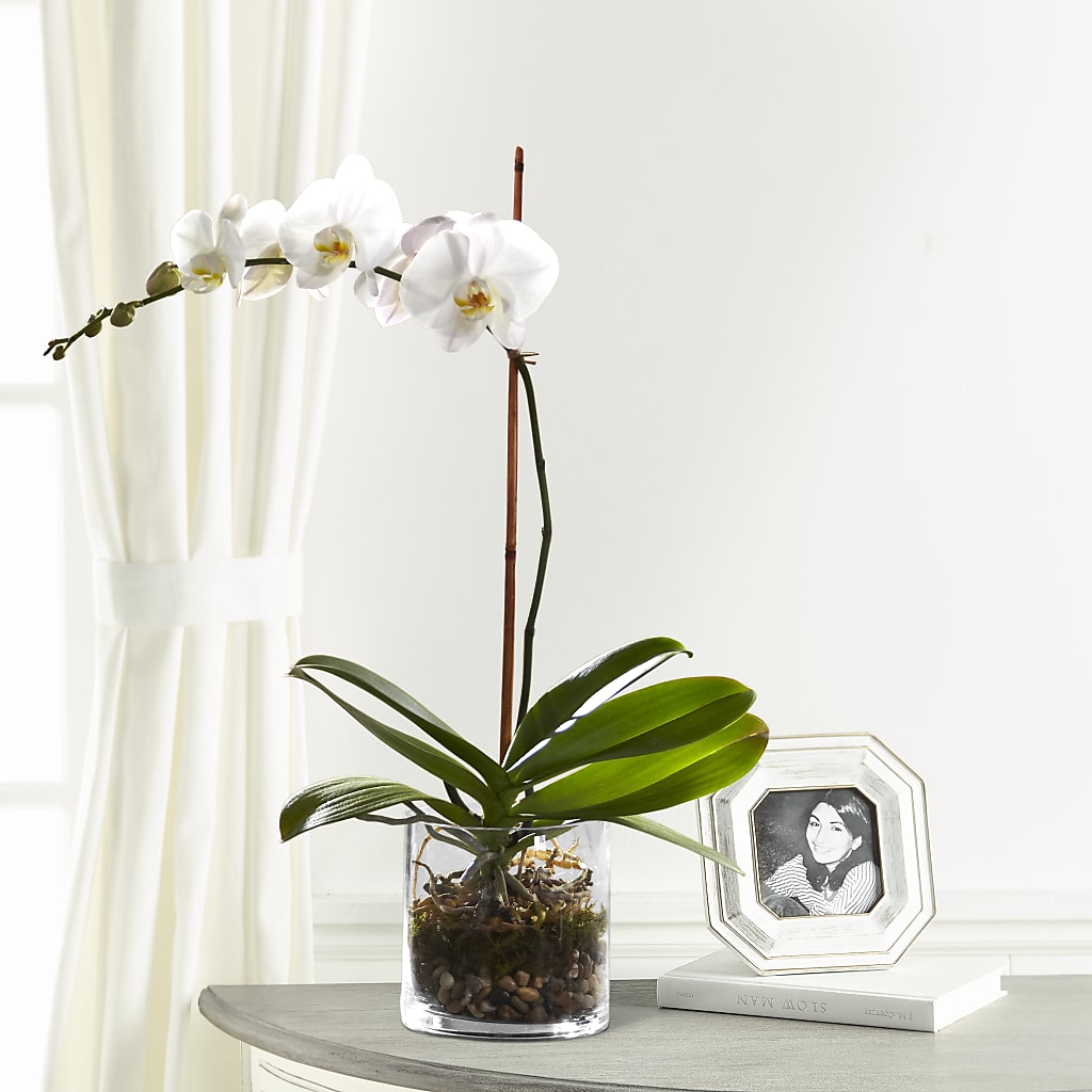 White Orchid Planter – Lumaya Florals, Rock Hill SC