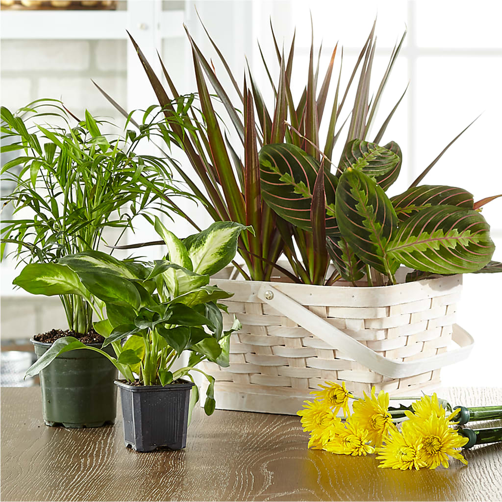 Florist Designed Blooming and Green Plants in a Basket –  Lumaya Florals, Rock Hill SC