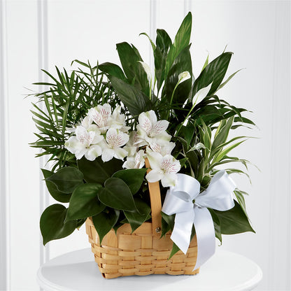 Peace & Serenity Dishgarden –  Lumaya Florals, Rock Hill SC