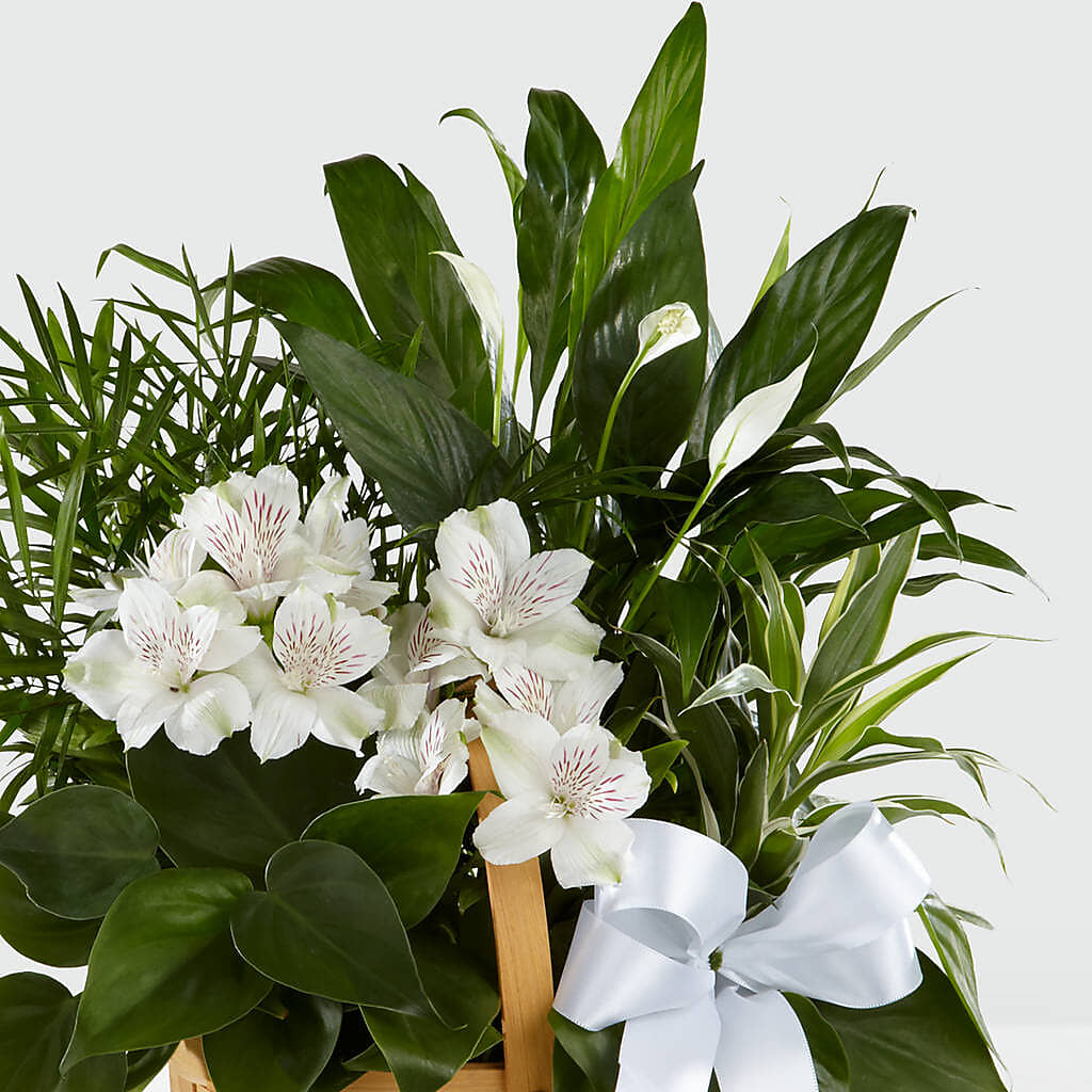 Peace & Serenity Dishgarden –  Lumaya Florals, Rock Hill SC