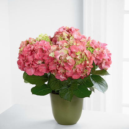 Pink Hydrangea Planter –  Lumaya Florals, Rock Hill SC