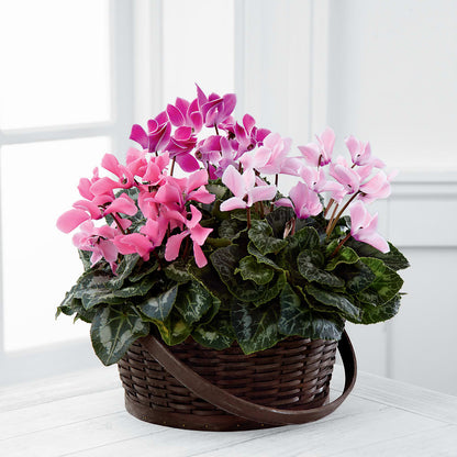 Mixed Cyclamen Planter –  Lumaya Florals, Rock Hill SC