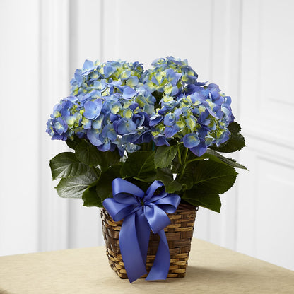 Blue Hydrangea Planter –  Lumaya Florals, Rock Hill SC