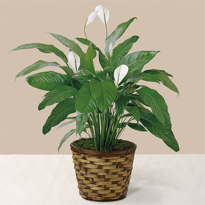 Tranquil Moments Peace Lily Plant –  Lumaya Florals, Rock Hill SC