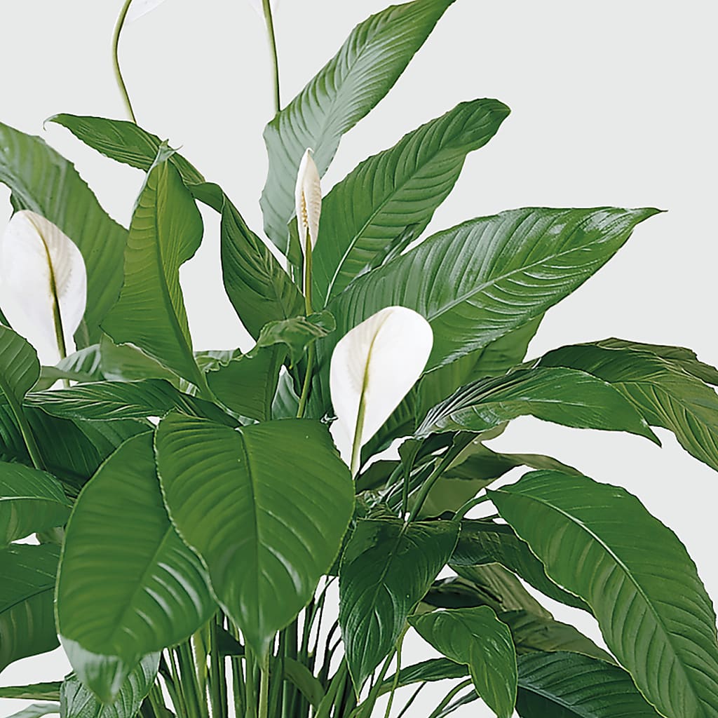 Tranquil Moments Peace Lily Plant –  Lumaya Florals, Rock Hill SC