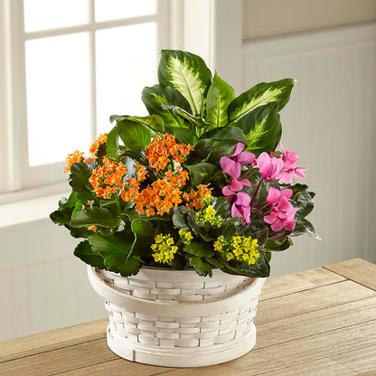 Color Crush Dishgarden –  Lumaya Florals, Rock Hill SC