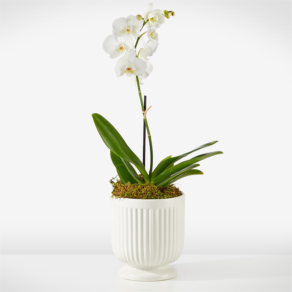 Whispering White Orchid –  Lumaya Florals, Rock Hill SC