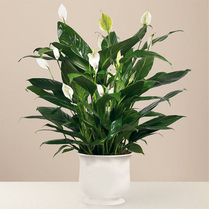 Comfort Planter –  Lumaya Florals, Rock Hill SC