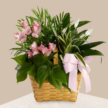 Living Spirit Dishgarden –  Lumaya Florals, Rock Hill SC