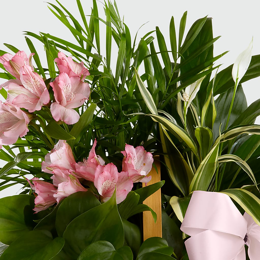Living Spirit Dishgarden –  Lumaya Florals, Rock Hill SC