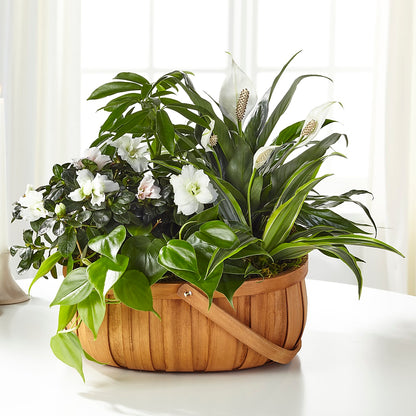 Serene Dishgarden –  Lumaya Florals, Rock Hill SC