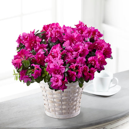 Hope & Serenity Azalea Plant –  Lumaya Florals, Rock Hill SC