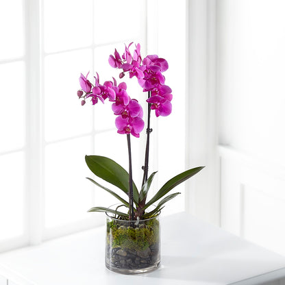 Pink Orchid Plant –  Lumaya Florals, Rock Hill SC