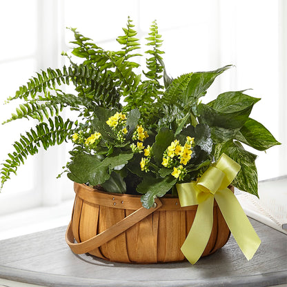 Always Dear Dishgarden –  Lumaya Florals, Rock Hill SC