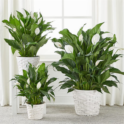 A New Leaf Peace Lily –  Lumaya Florals, Rock Hill SC