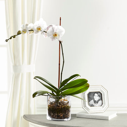 White Orchid Planter –  Lumaya Florals, Rock Hill SC