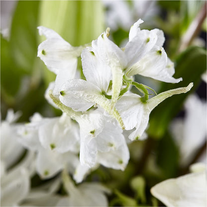 Classic Ivory – A Florist Original –  Lumaya Florals, Rock Hill SC